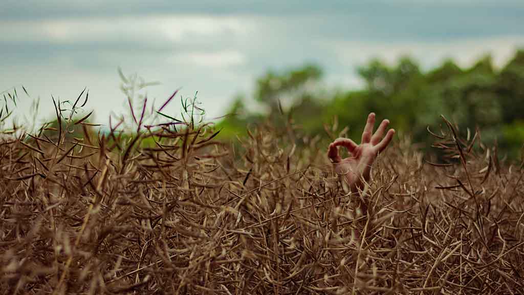 Person giving 'all okay' sign in field of wheat