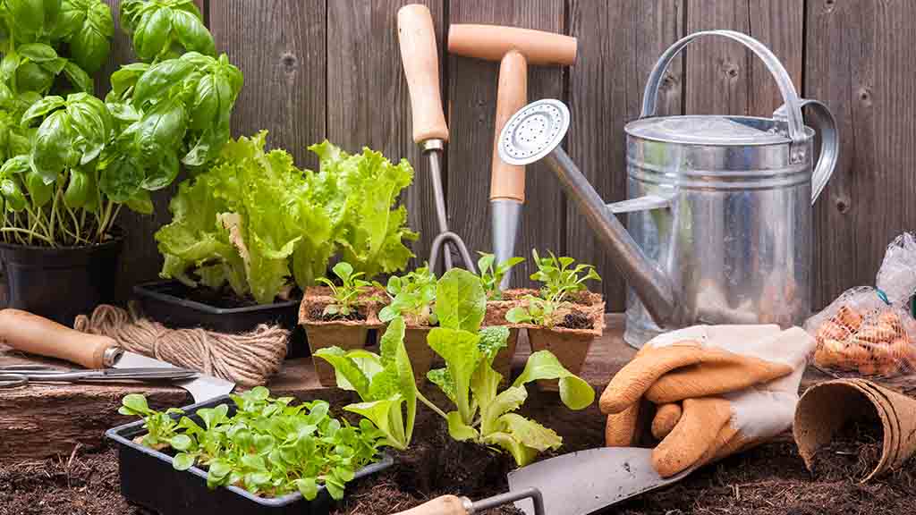 Gardening tools and vegetables growing in pots