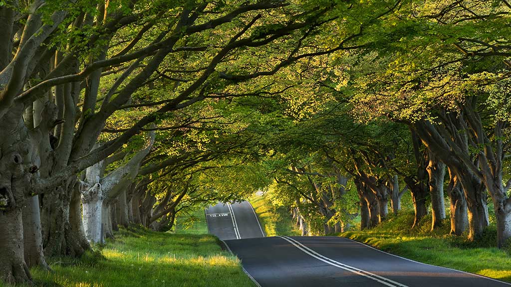 Road surrounded by trees