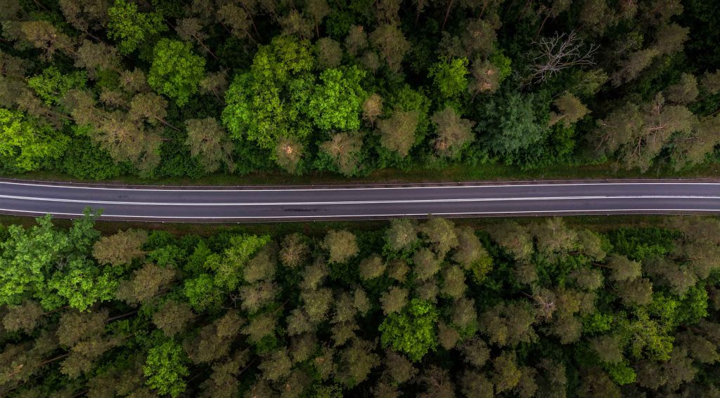 DG - Ecology - Road Through Trees - Featured